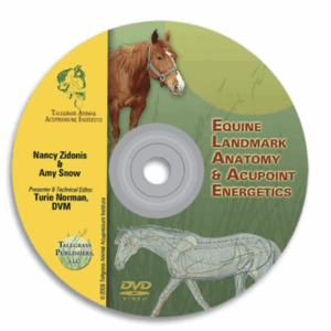 Digital-Equine Acupoints & Anatomy DVD